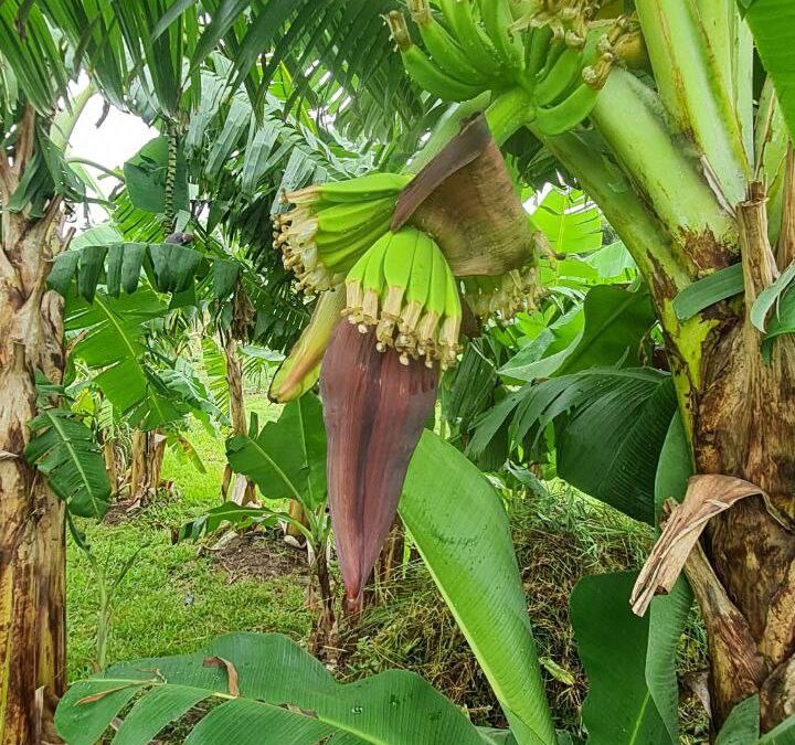 Erste Bananenstauden, Heilpflanzen & mehr…