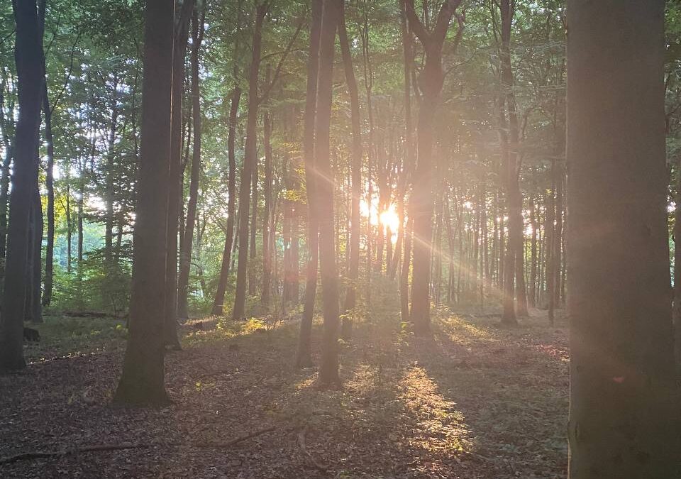 Vom Naturbewusstsein zum Selbstbewusstsein