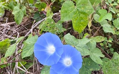 Nicht gefühlter Schmerz