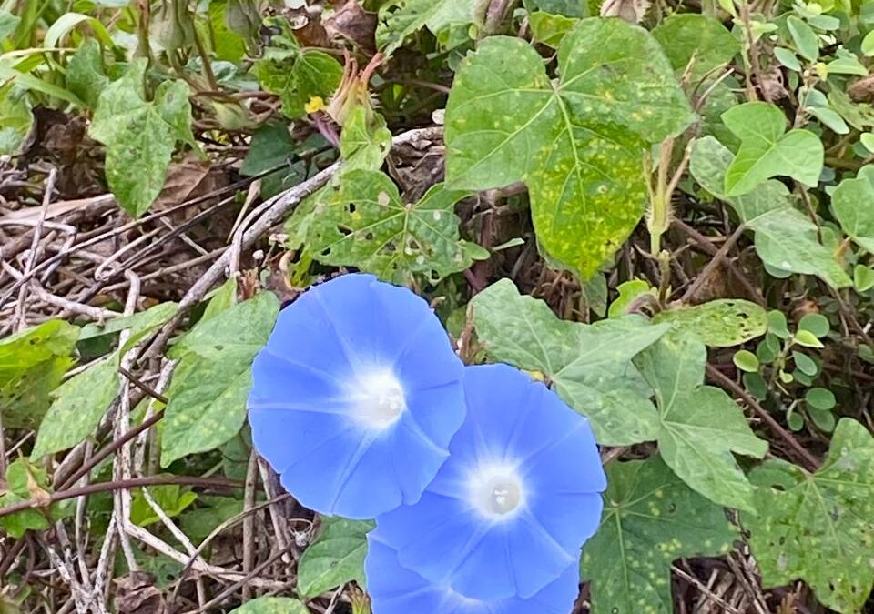 Nicht gefühlter Schmerz